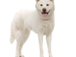 Akita Inu