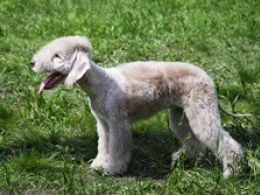Bedlington Terrier