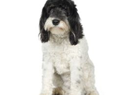 Terrier Tibetano