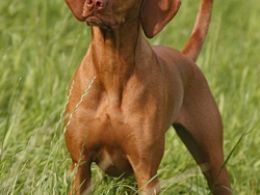 Braco Húngaro o Vizsla