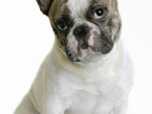Bulldog Francés