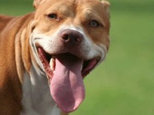 Pitbull