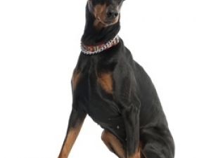 Pinscher