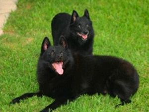 Schipperke
