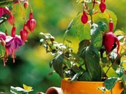 Consejos para cuidar de tus plantas en verano