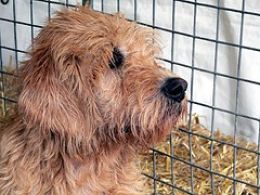 Otterhound