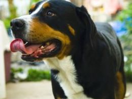 Entlebucher