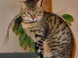 Mau Egipcio