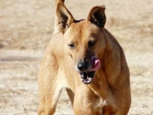 Perro de Carolina