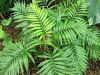 Cómo cuidar plantas tropicales