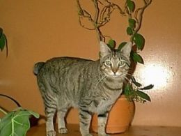 Manx