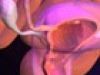 ¿Cómo cambia nuestro cuerpo durante la menopausia?