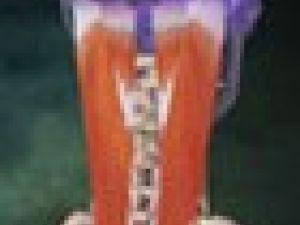 Así es la anatomía de la columna cervical