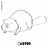 Castor para colorear