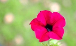 Flor pétalos rosas
