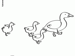 Colorear una pata y sus patitos