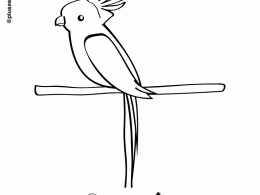 Colorear una cacatúa