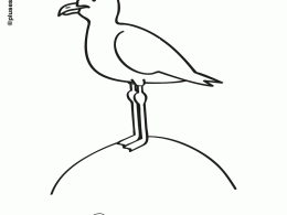 Colorear gaviotas