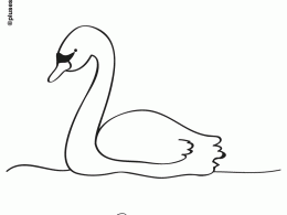 Cisne para colorear