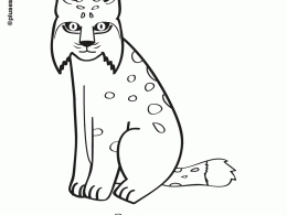 Lince para colorear