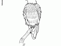 águila para colorear