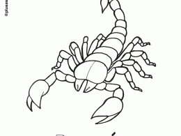 Escorpión para colorear