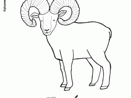 Muflón para colorear