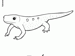 Tritón para colorear