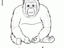 Orangután para colorear
