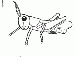 Saltamontes para colorear