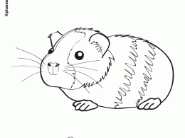Colorear una cobaya