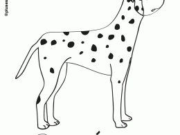 Colorear un perro dálmata