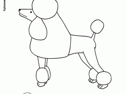 Colorear un perro caniche