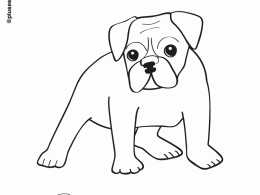Colorear un perro bulldog