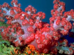 Coral
