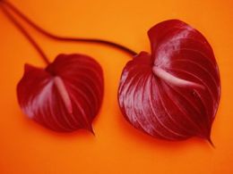 Flores rojas