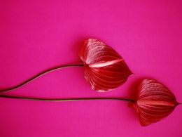 Flores rojas rosa