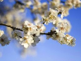 Flores blancas