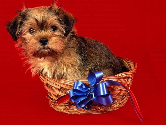 Perrito en una cesta