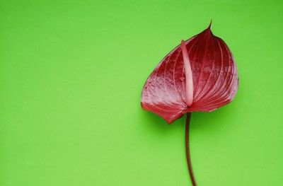 Flor roja