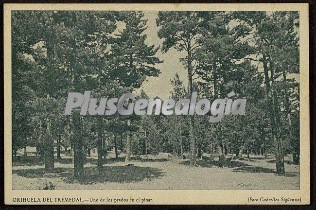 Uno de los prados en el pinar de orihuela del tremedal (teruel)