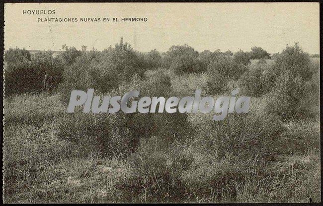 Plantaciones nuevas en el hermoro de hoyuelos (segovia)