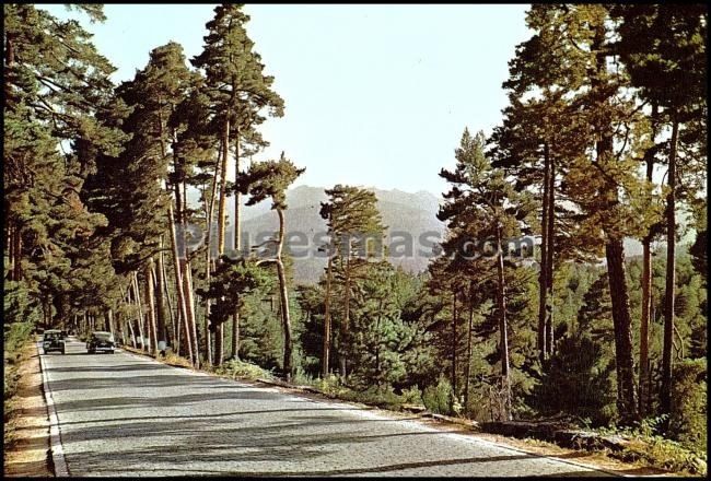 Carretera del puerto de navacerrada en el bosque de valsaín (segovia)