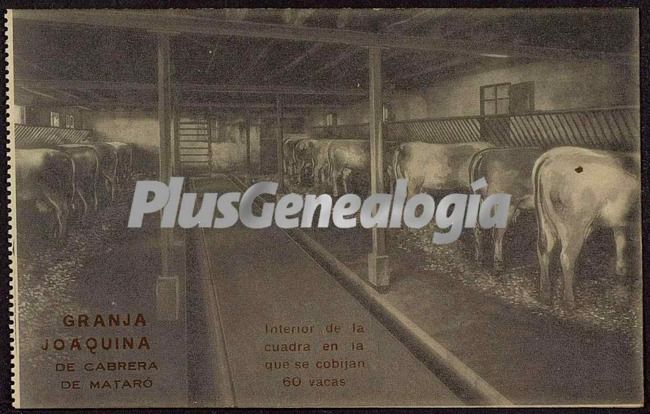 Interior de la cuadra en la que se cobijan 60 vacas en la granja Joaquina de Mataró (Barcelona)