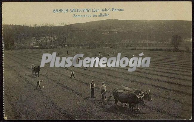 Sembrando un alfalfar de san isidro (girona)