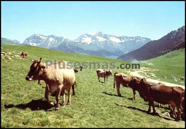 Pla beret en el val d´arán (lleida)
