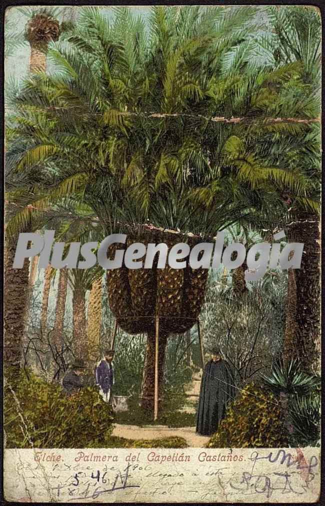 Palmera del cura, elche (alicante)