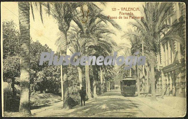 Paseo de las palmeras de la alameda de valencia