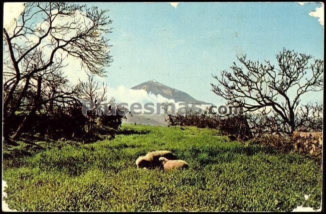 Campiña del sauzal (santa cruz de tenerife)
