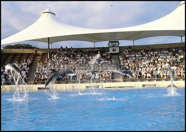 Delfinario loro parque en puerto de la cruz (santa cruz de tenerife)